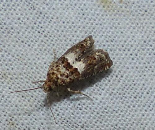 Réf. 315 625 : Epiblema costipunctana